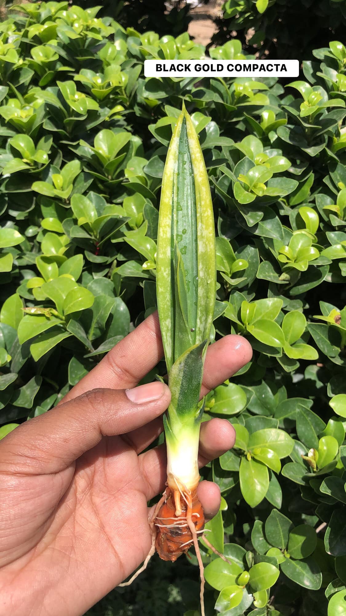 Combo #15 (5 BEAUTIFUL SANSEVIERIA PUPS)