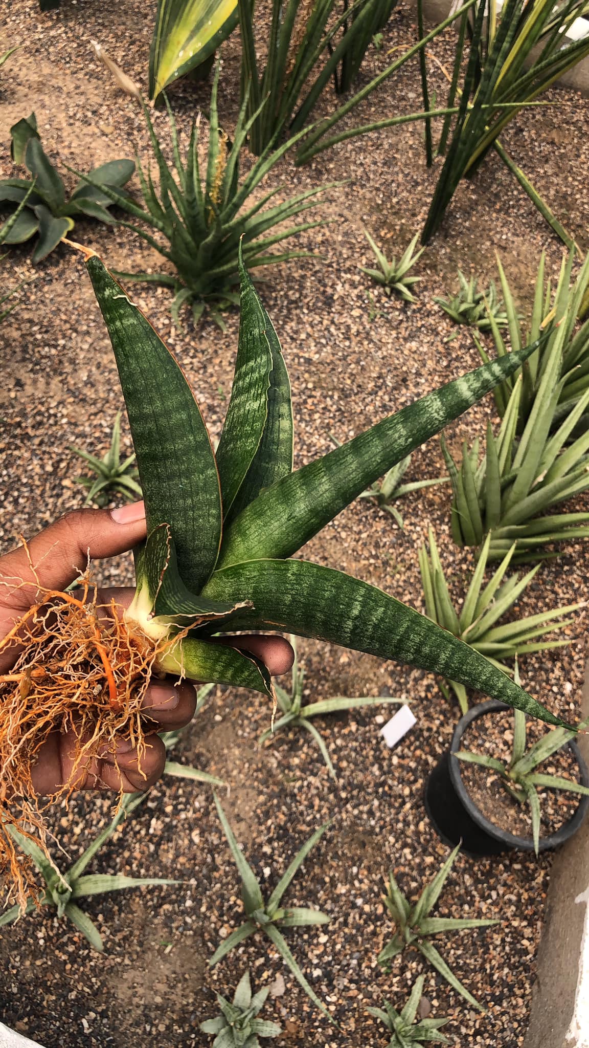 Sansevieria Rahwana large