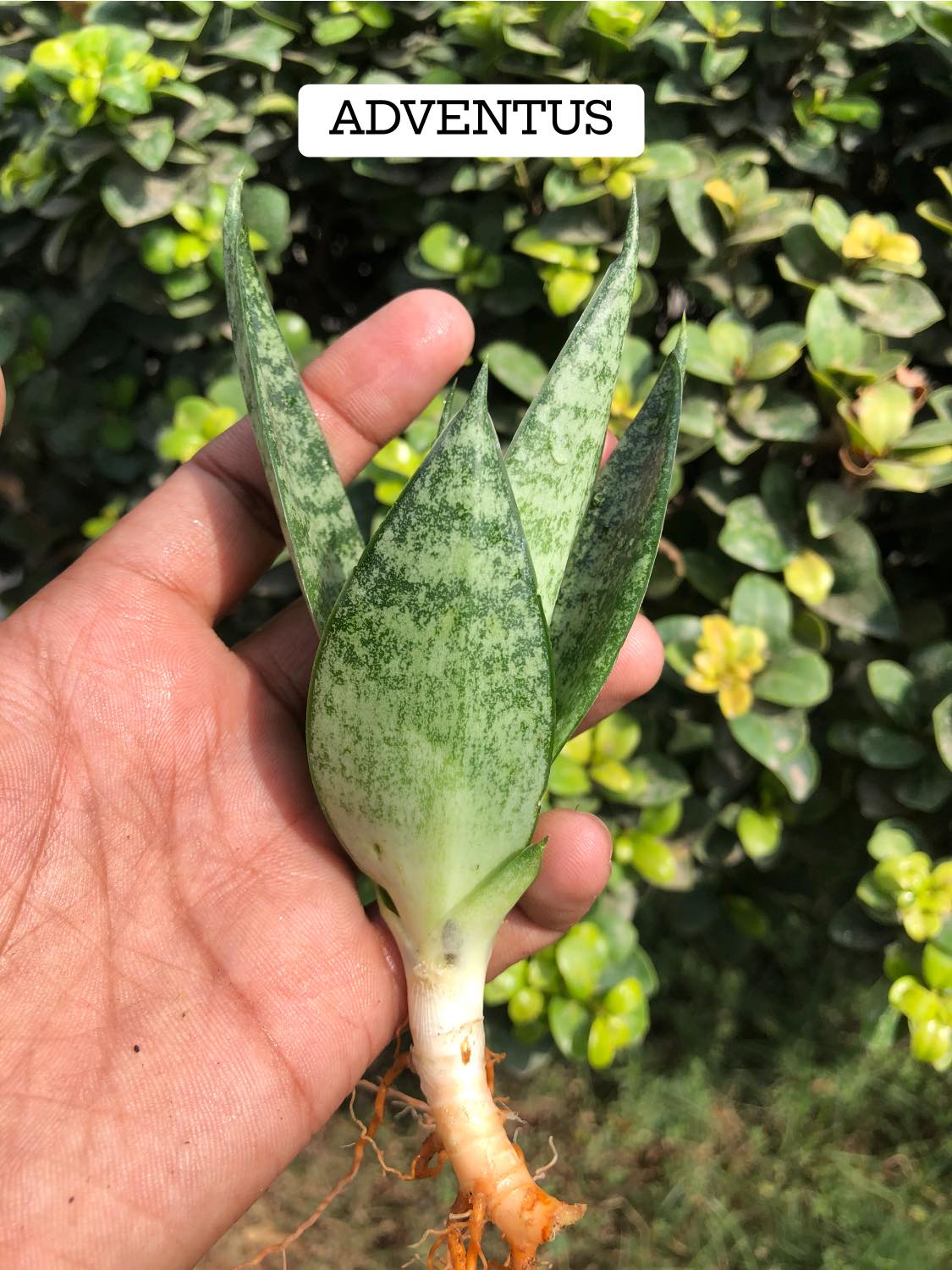 Sansevieria Combo #10 (four Plants)