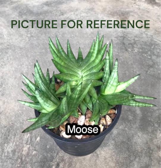 Sansevieria Moose
