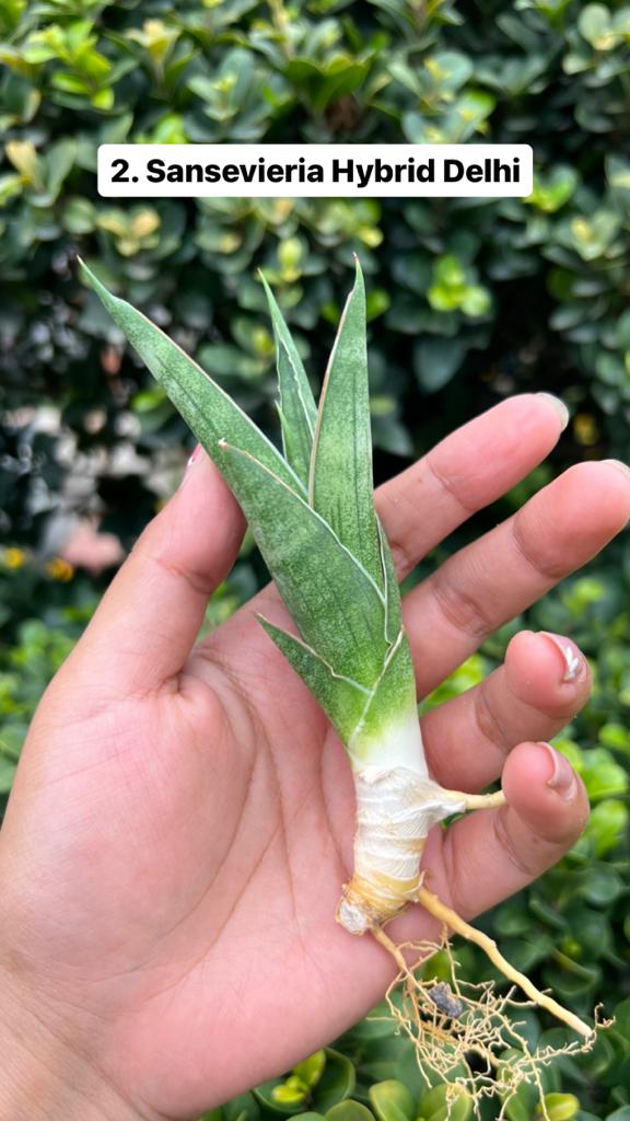 Sansevieria Combo Offer Of 6 (E)