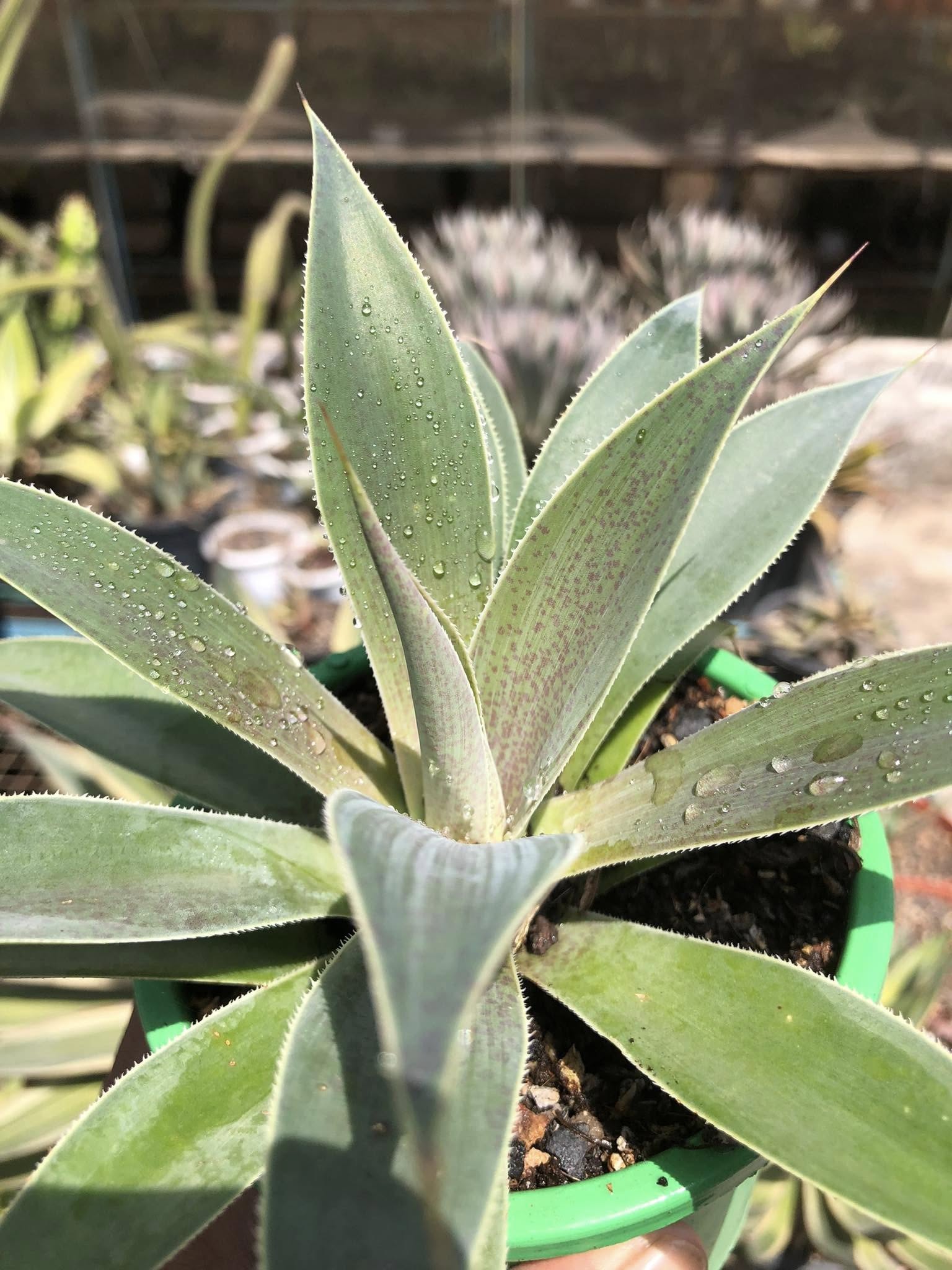 MANGAVE LAVENDER LADY