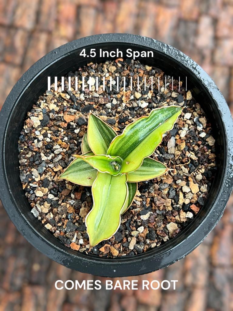 Sansevieria Blue Leaf Variegated (C)