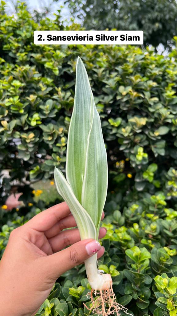 Sansevieria Combo Offer Of 6 (L)