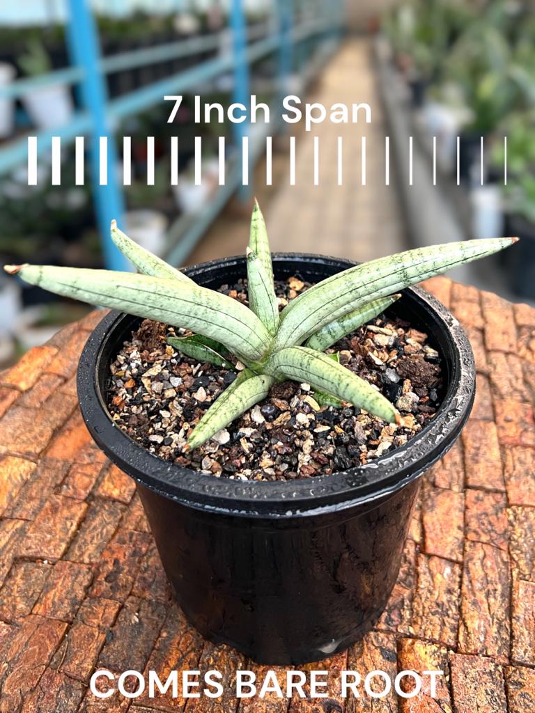 Sansevieria Snow Boy