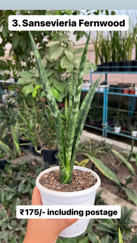 Sansevieria Combo Offer Of 5 (D)