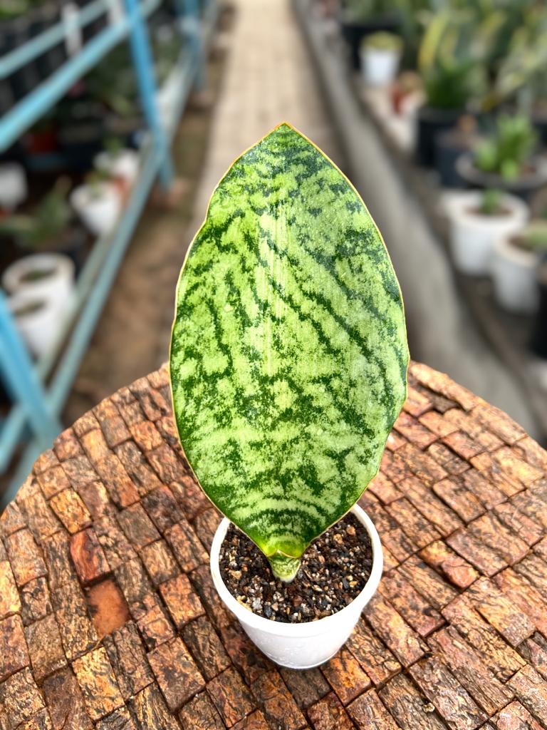 Sansevieria Hu-Chang