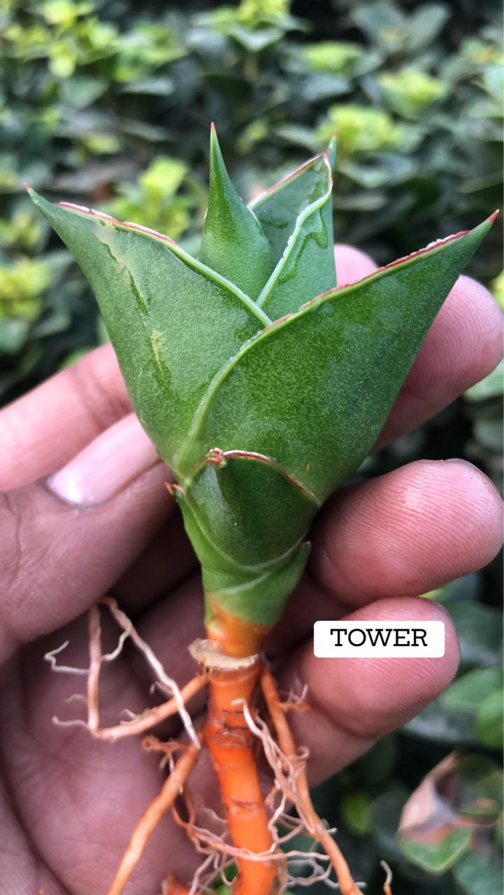 Sansevieria Combo #12 (Four Plants)