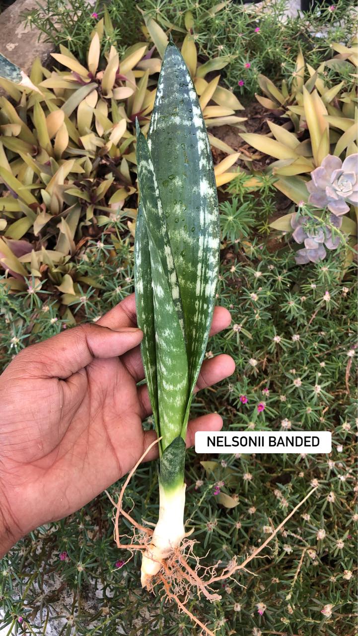 Sansevieria Combo #13 ( Five Trifacsiata)