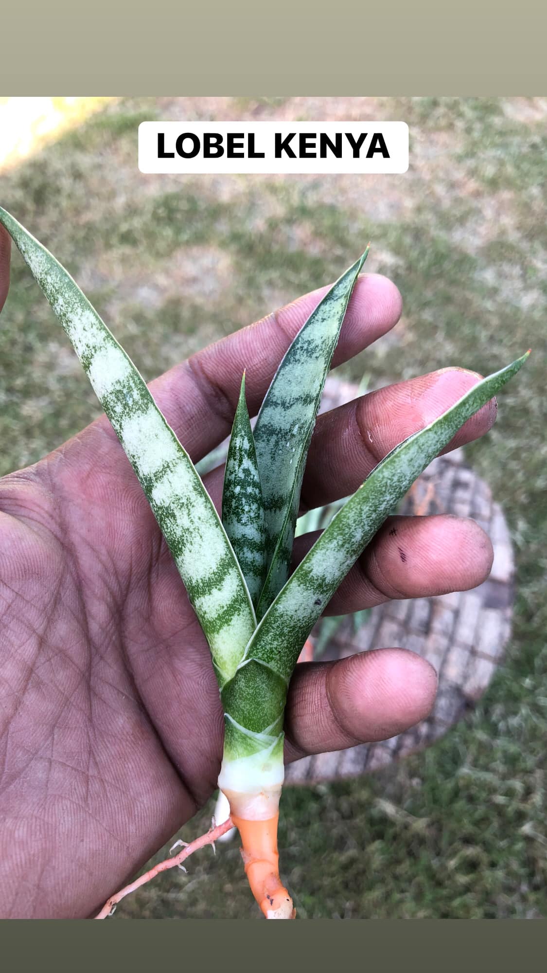 Sansevieria Combo #16, of five plants