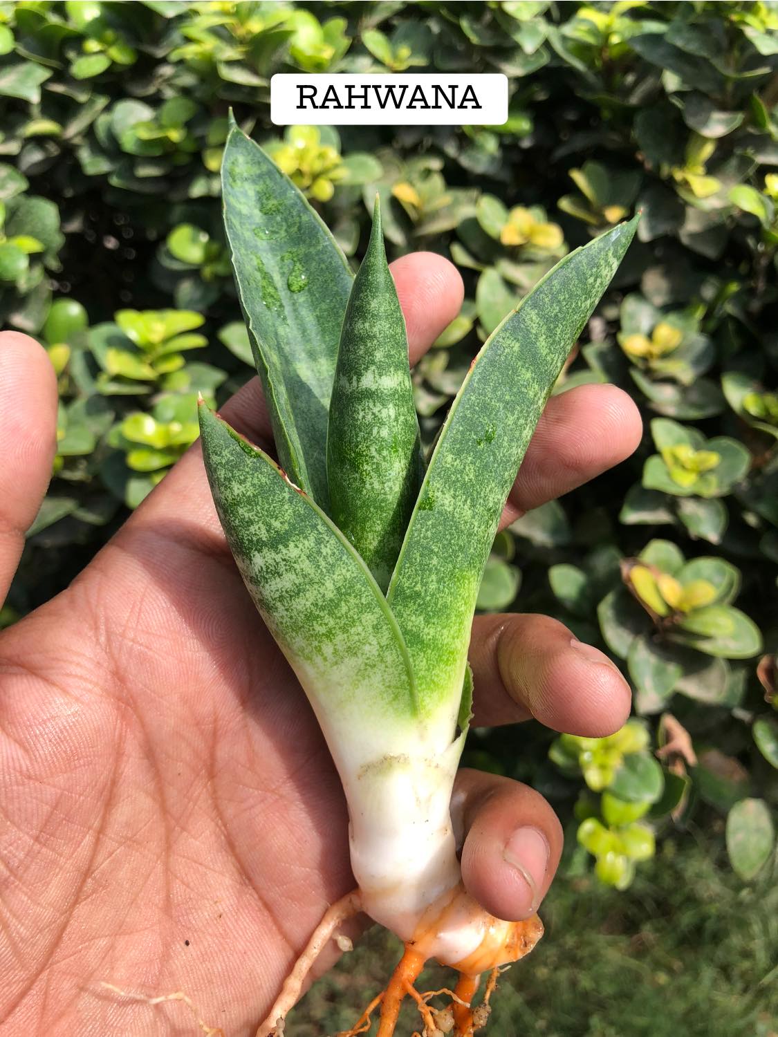 Sansevieria Combo #10 (four Plants)