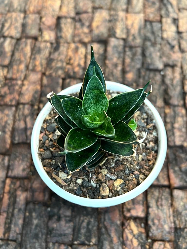 Sansevieria Hybrid 'Black Ant'