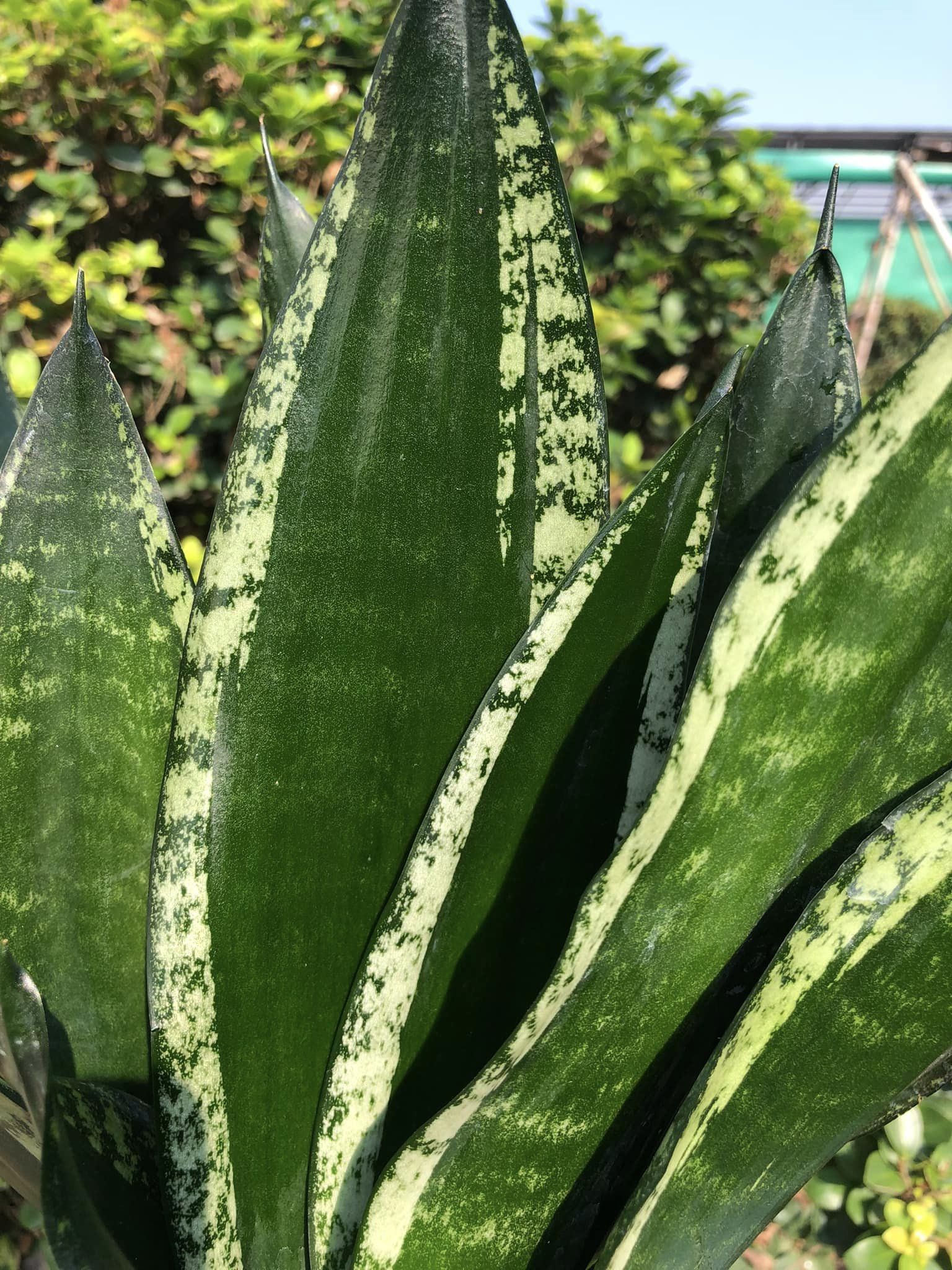 Sansevieria WHITNEY (Clump of 3)
