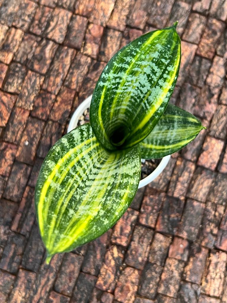 Sansevieria Trifaciata 'Futura Gold'