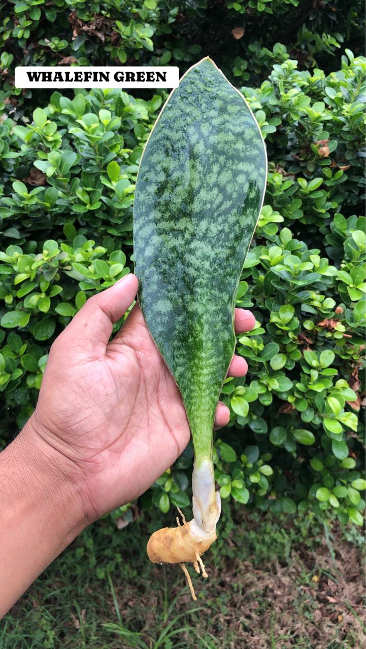 Sansevieria Combo #01 (Six Hybrids)