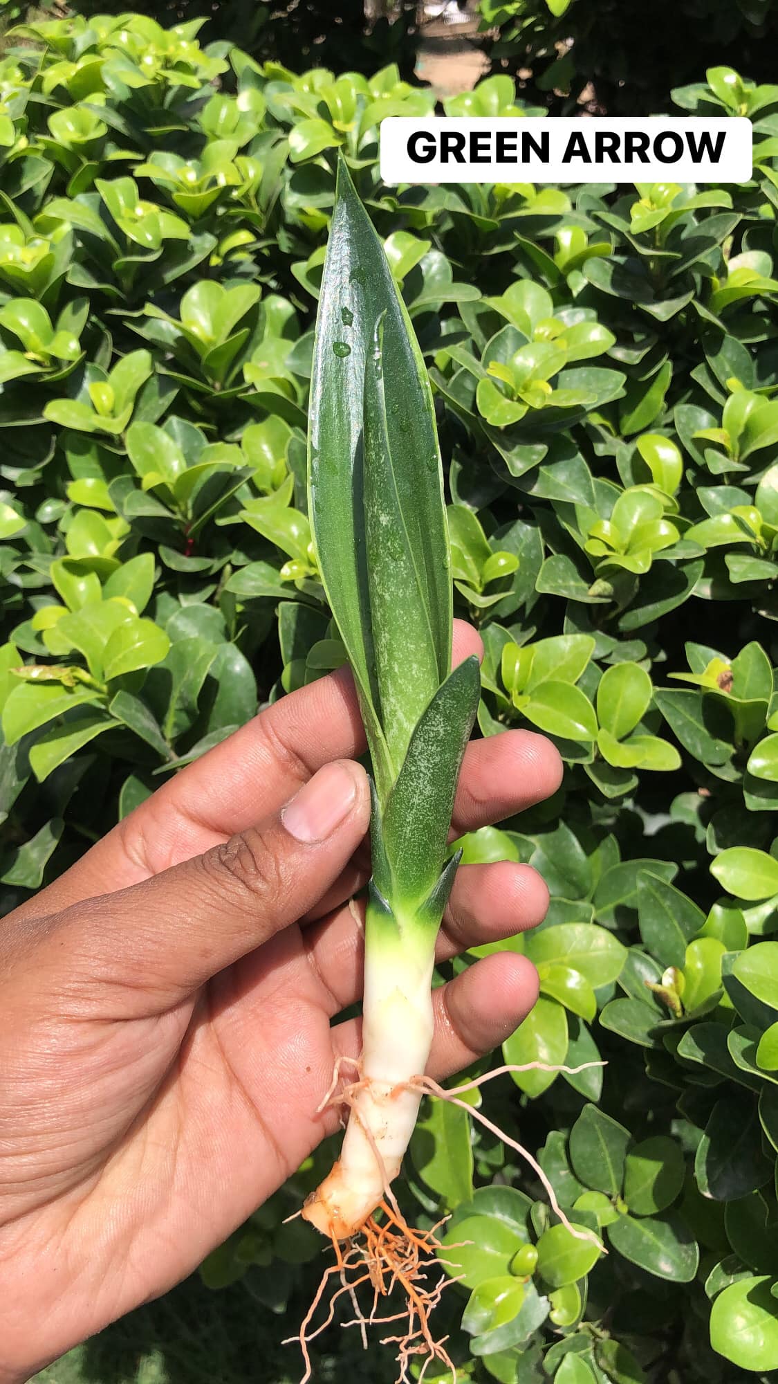 Combo #15 (5 BEAUTIFUL SANSEVIERIA PUPS)