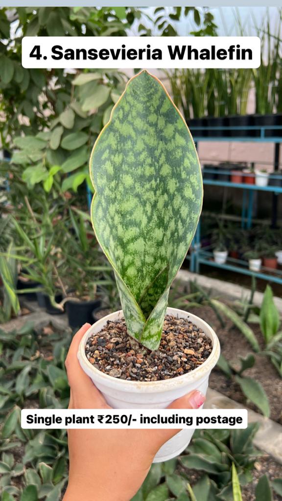 Sansevieria Combo Offer Of 5 (D)