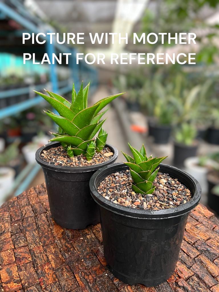 Sansevieria Hybrid 'Tower'