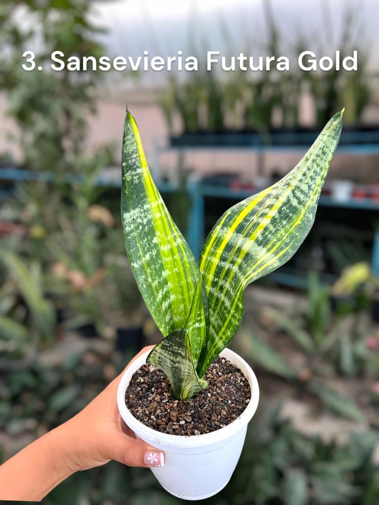 Sansevieria Combo #59 (Three Trifasciata)
