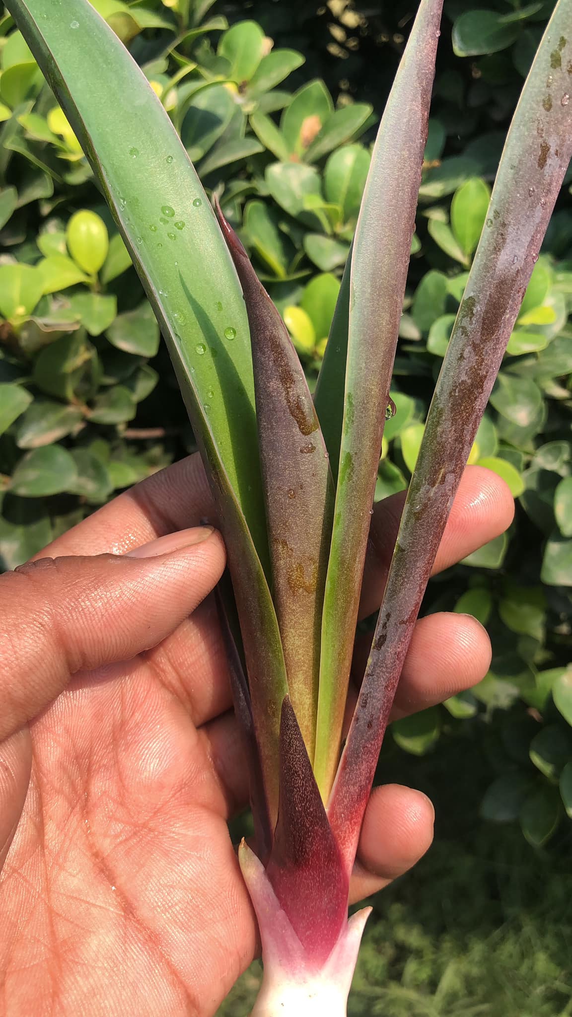 Sansevieria Violet