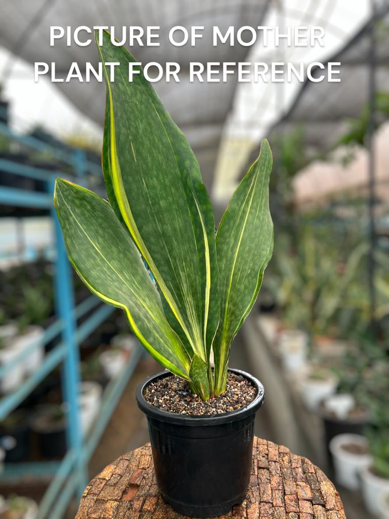 Sansevieria Masoniana Yellow Variegated (Tall Variety)