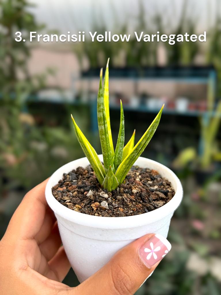 Sansevieria Combo #61 (04 Plants)