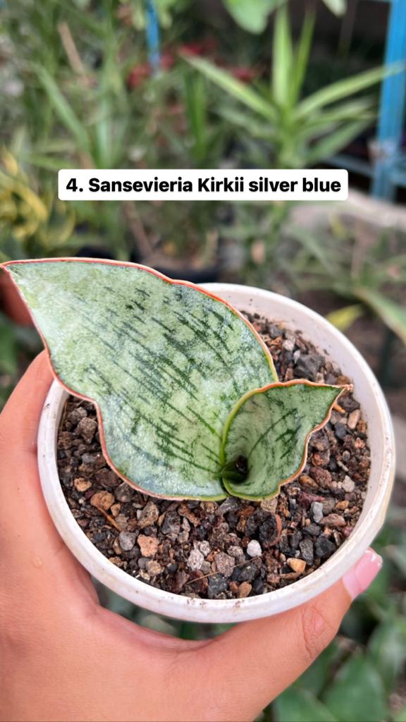 Sansevieria Combo #54 (Six Plants)