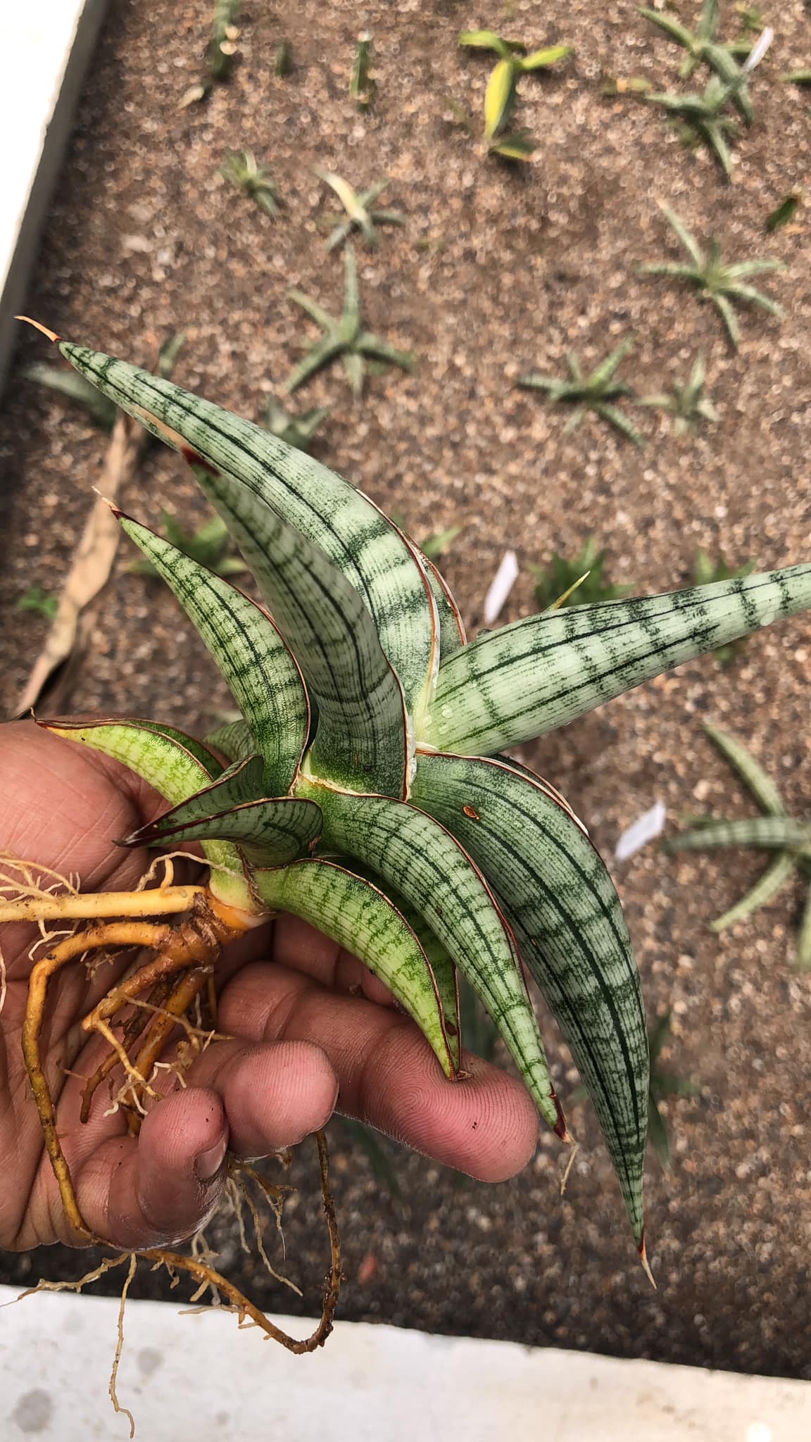 Sansevieria BELLA SILVER