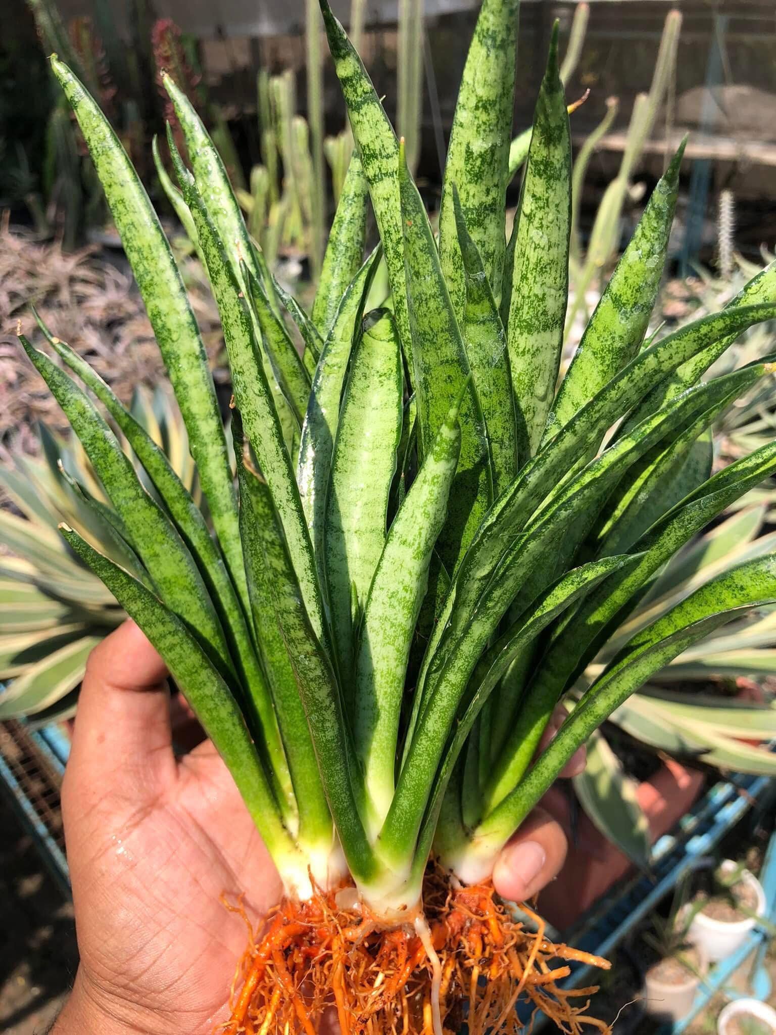 Sansevieria LILLIPUT (CLUMP of a Mother with Two Pups)