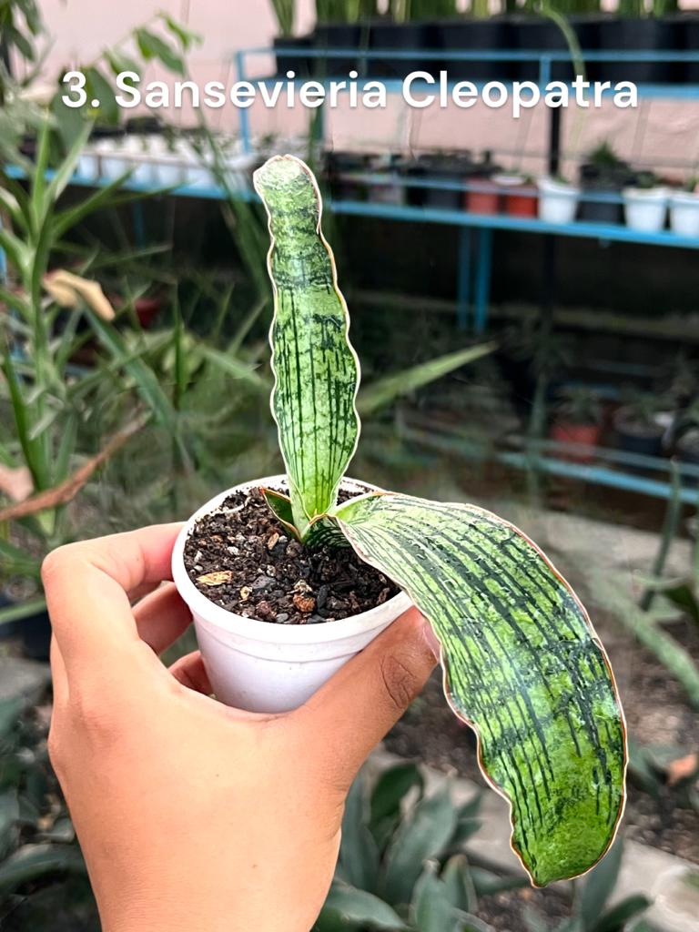 Sansevieria Combo #58 ( Four Plants)