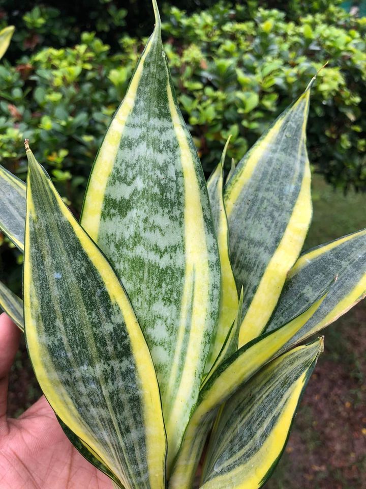 Sansevieria Combo #35 (Two Beautiful Trifas)