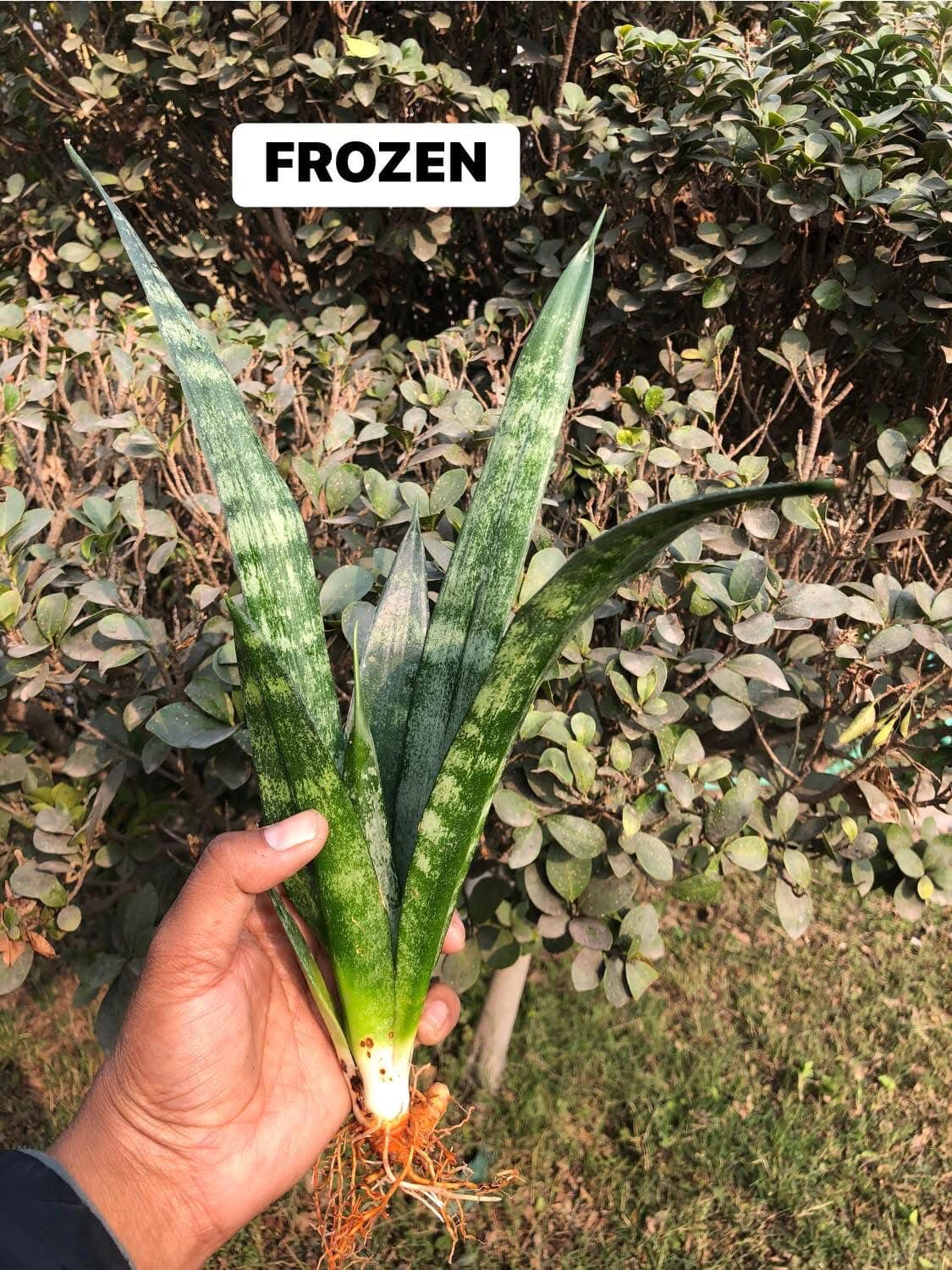 Sansevieria Combo #42 (Five Beautiful Trifasciata)