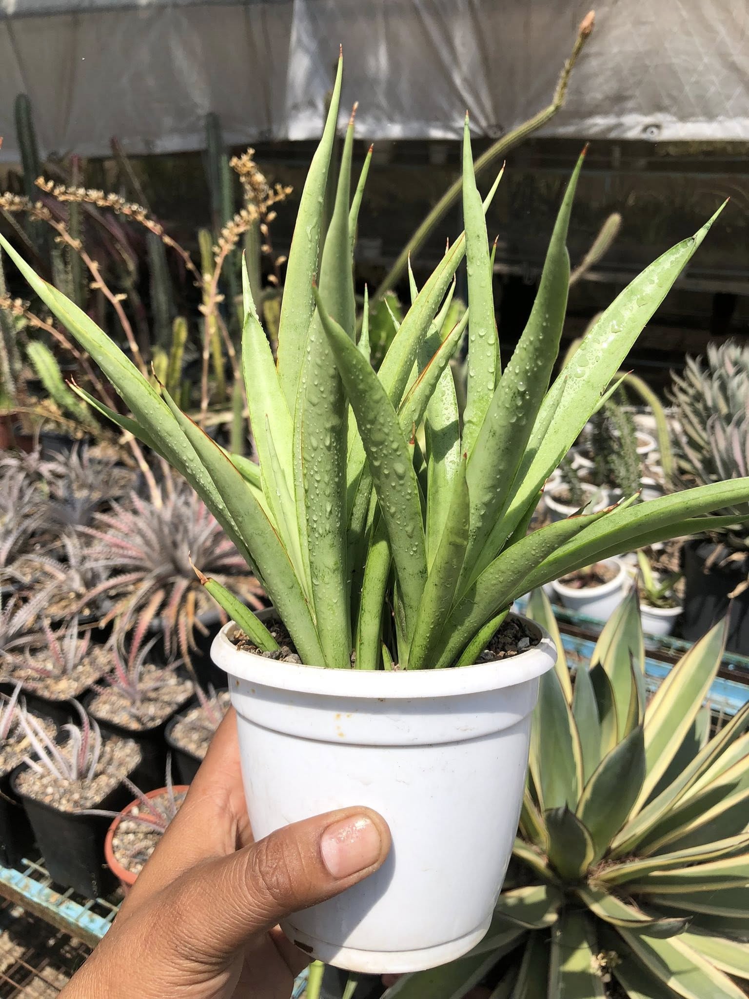 Sansevieria Stella (Clump of Five)