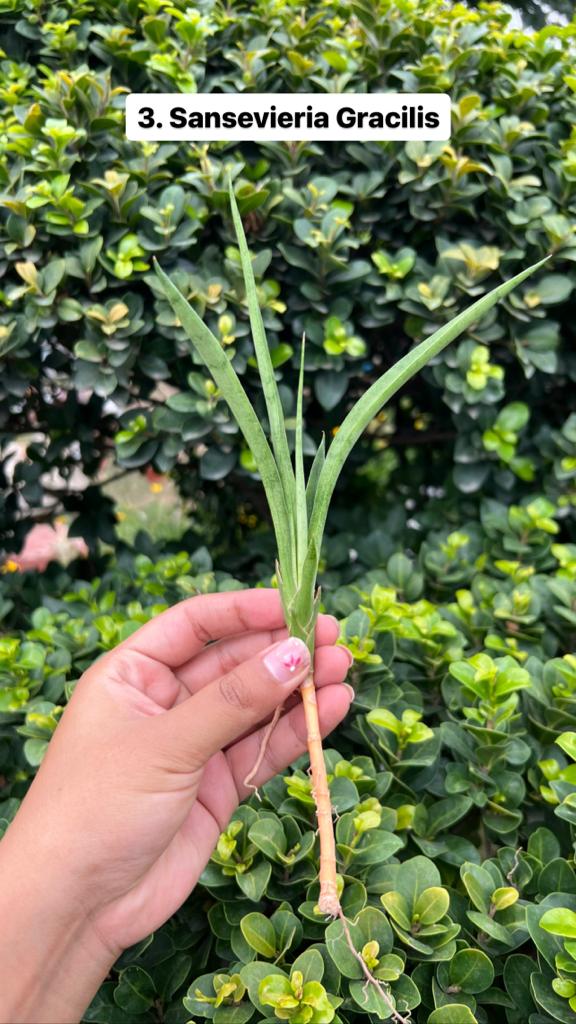Sansevieria Combo Offer Of 6 (J)