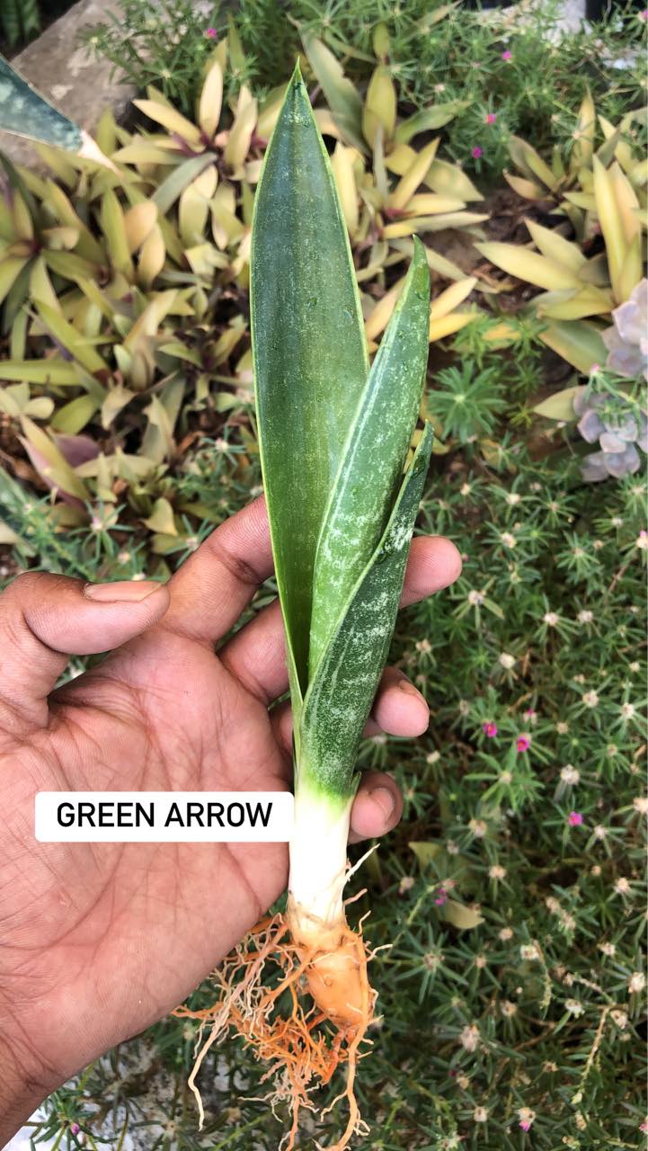 Sansevieria Combo #13 ( Five Trifacsiata)