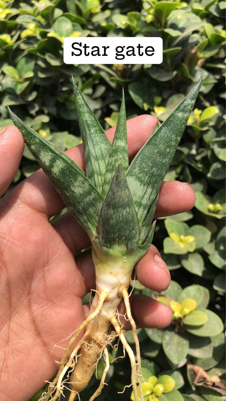 Sansevieria Combo #11 (Four Plants)