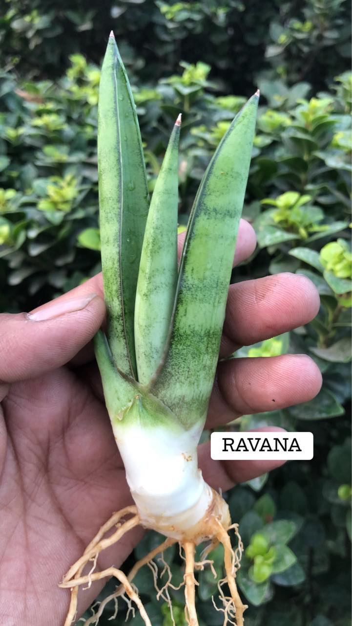 Sansevieria Combo #12 (Four Plants)