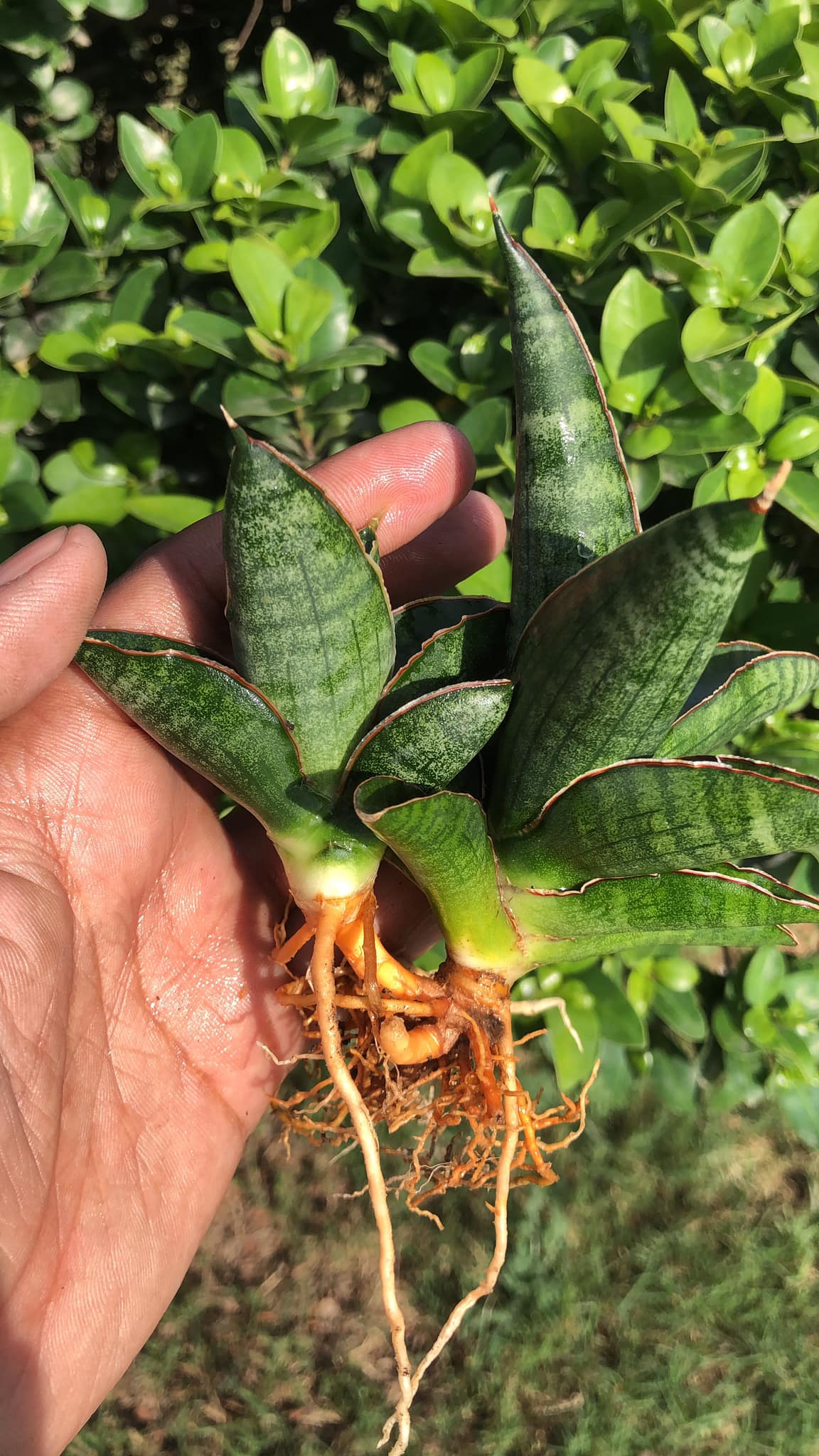 Sansevieria Argopuro with mature pup