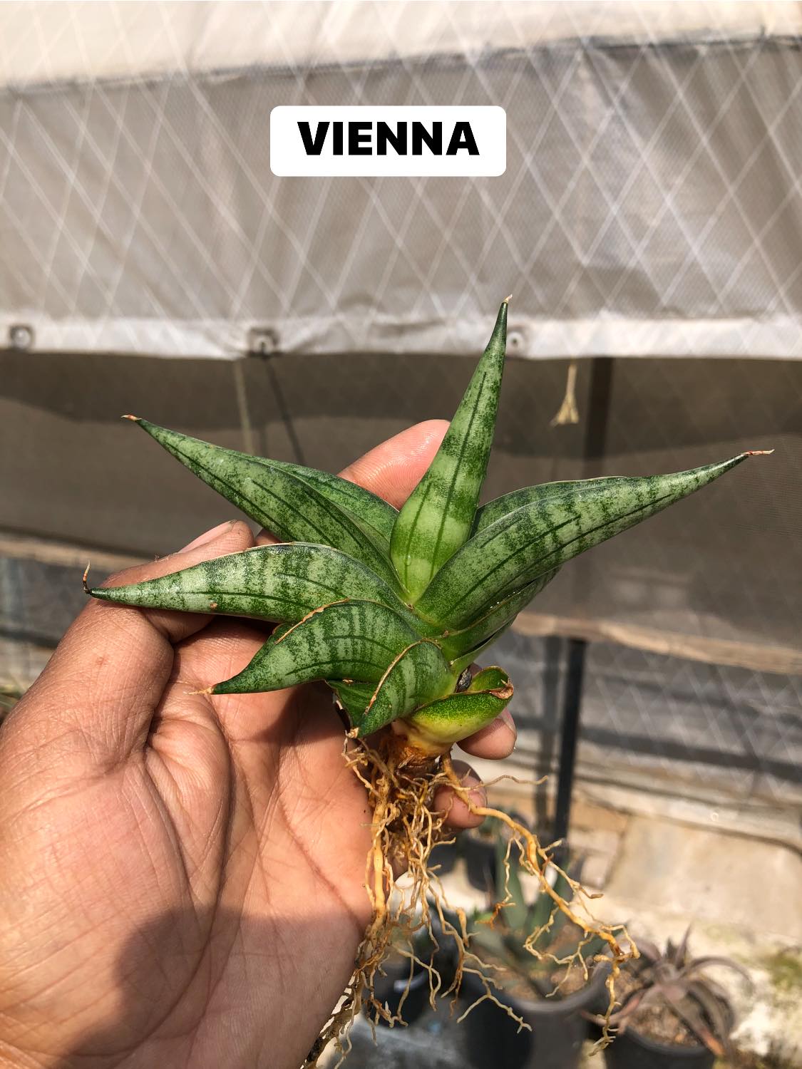 Sansevieria Combo #32 (Six Hybrids)