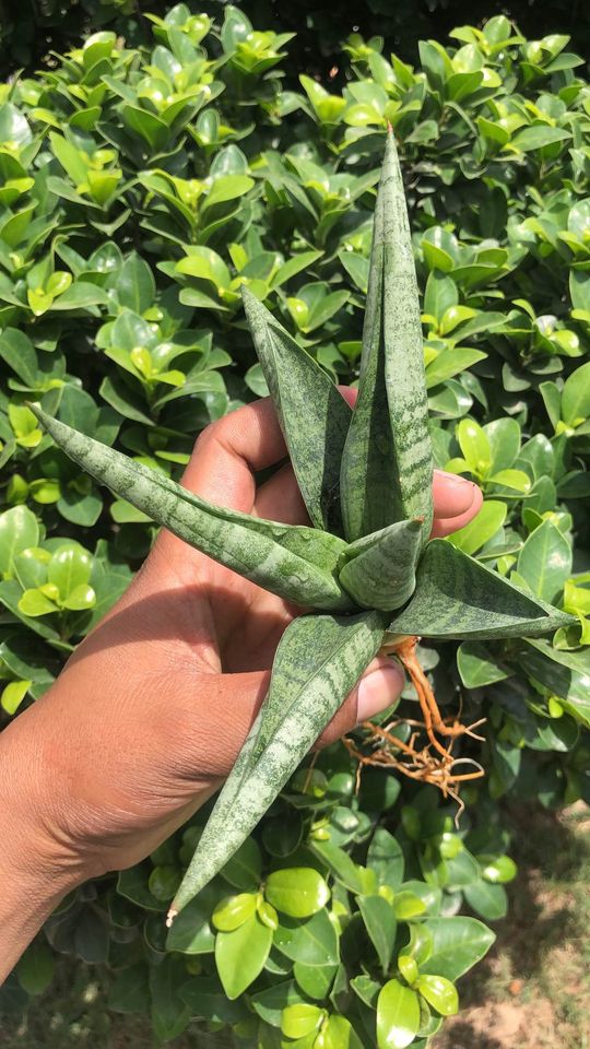 Sansevieria Fighter large Pup