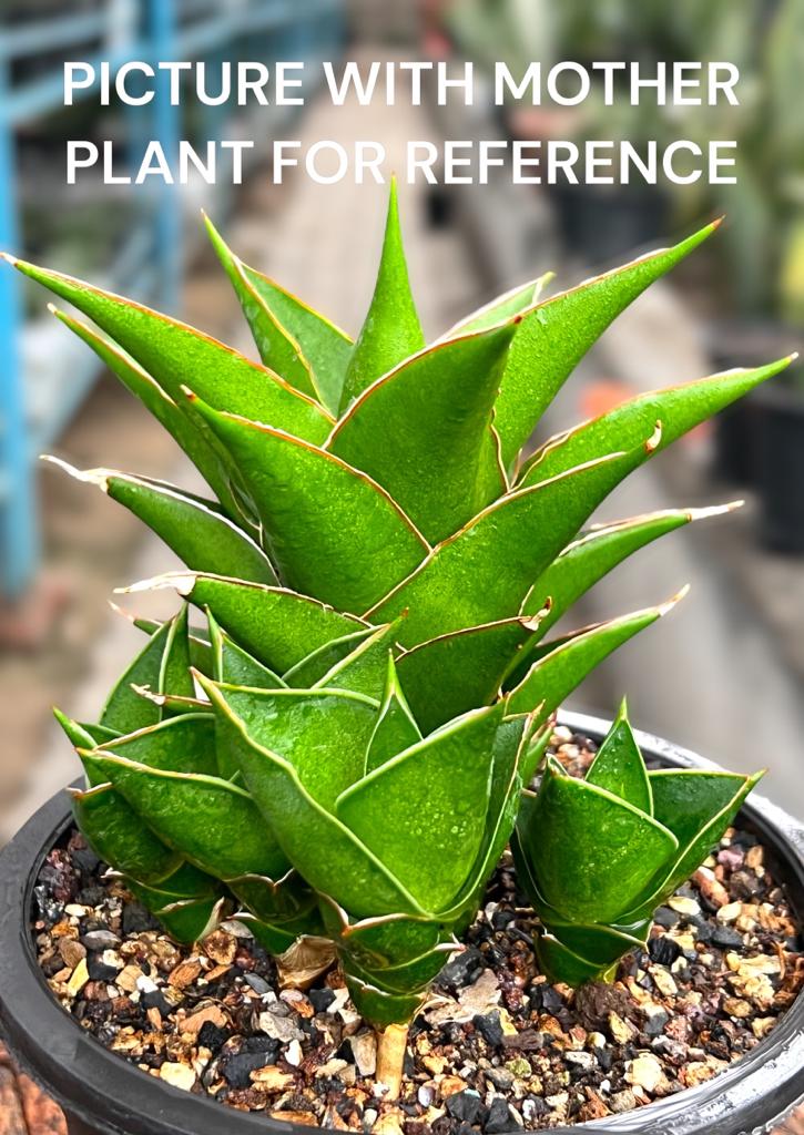 Sansevieria Hybrid 'Tower' pup