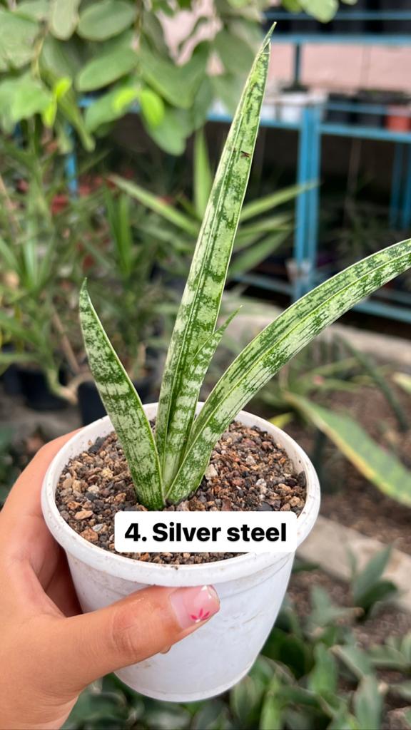 Sansevieria Combo Offer Of 6 (C)