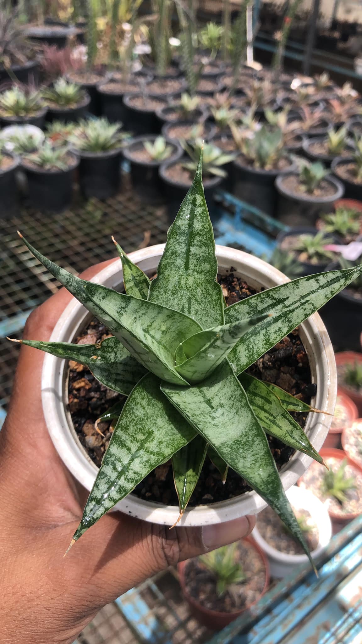Sansevieria Irish Bella