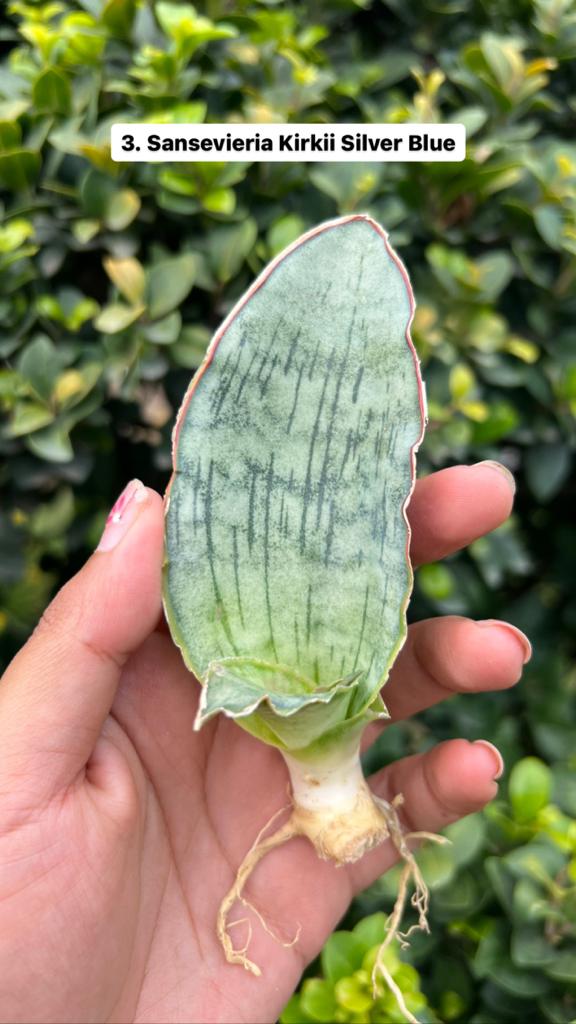 Sansevieria Combo Offer Of 6 (H)