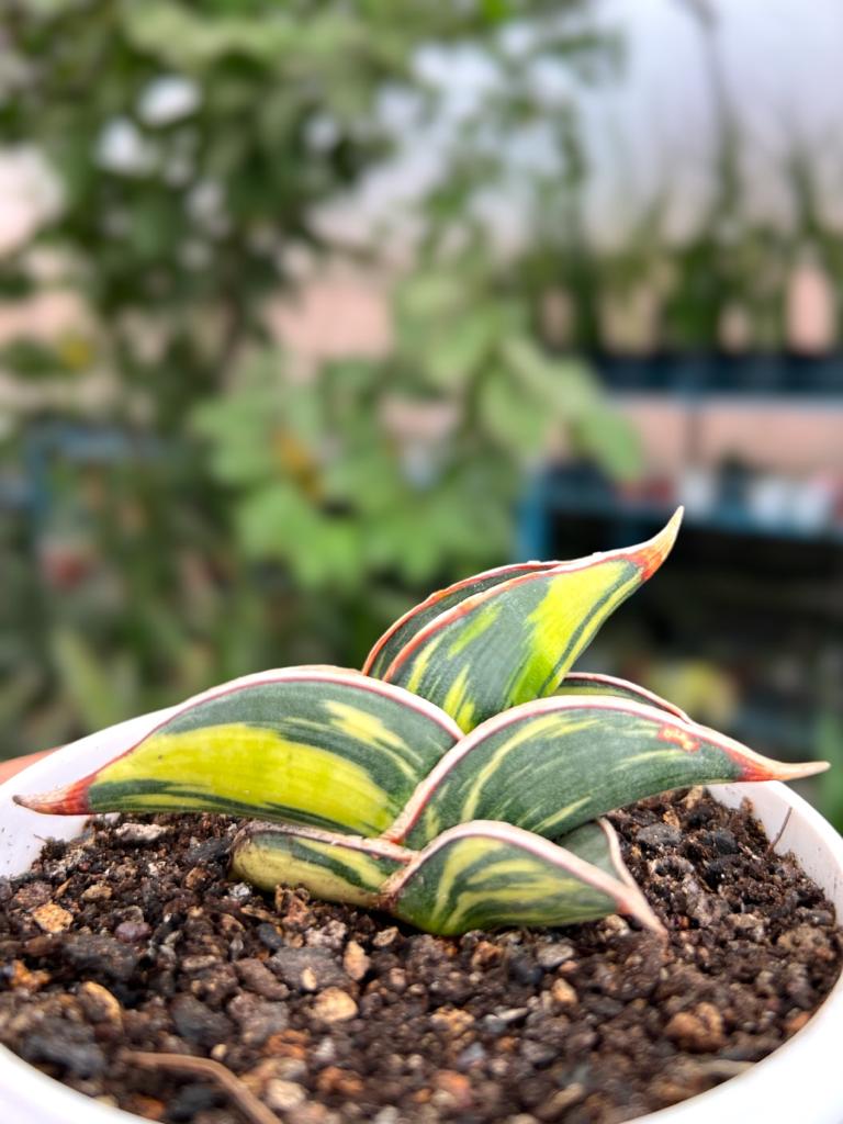 Sansevieria Rorida Variegated