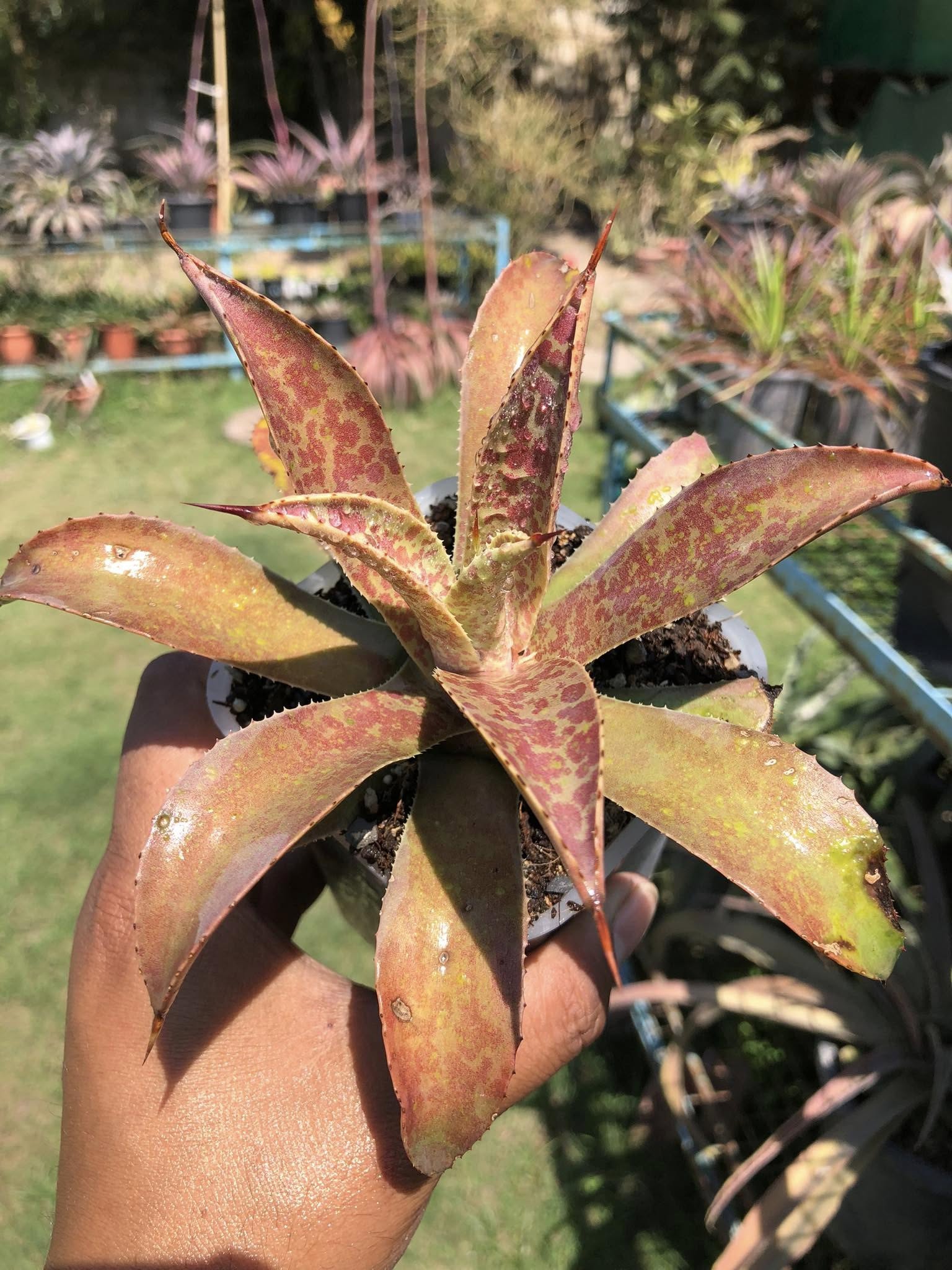 MANGAVE DESMETTIANA x BLOODSPOT
