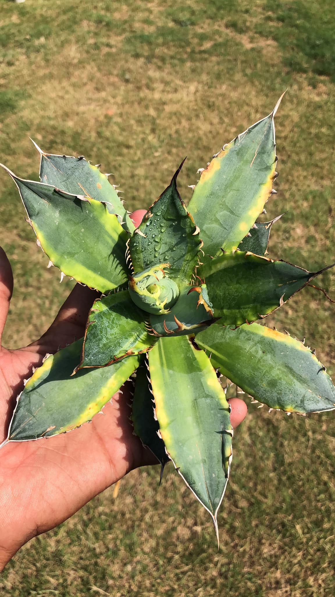AGAVE BANANA PEEL LARGE PLANT