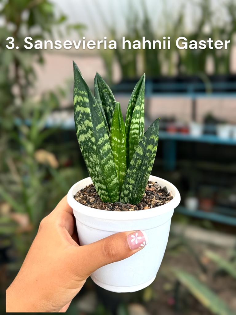 Sansevieria Combo #60 (Three Plants)