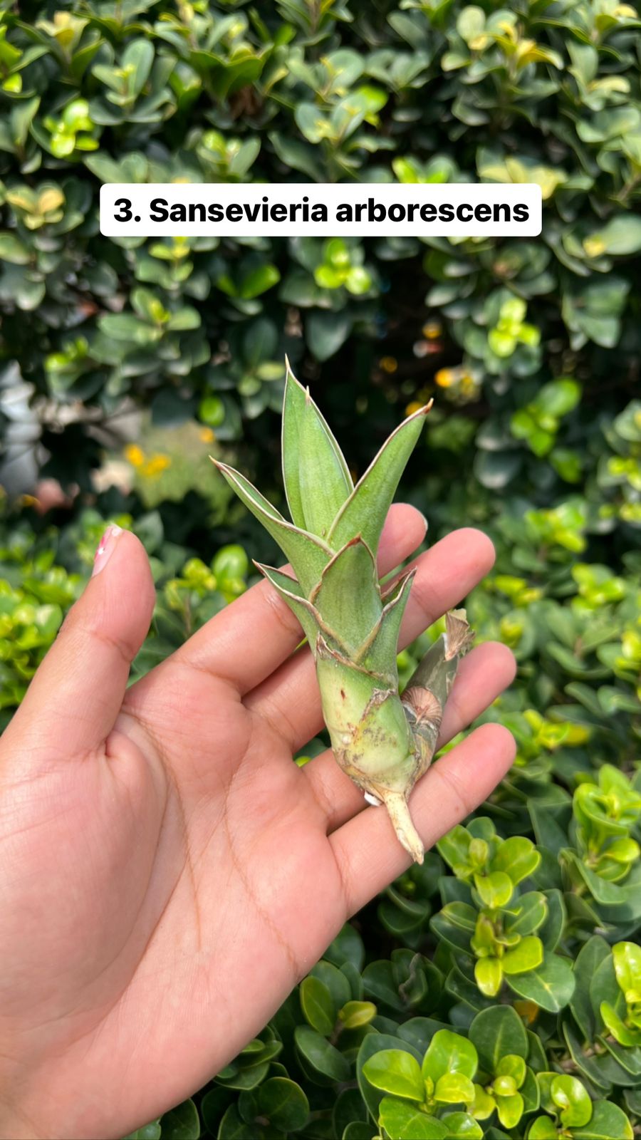 Sansevieria Combo Offer Of 4 (I)
