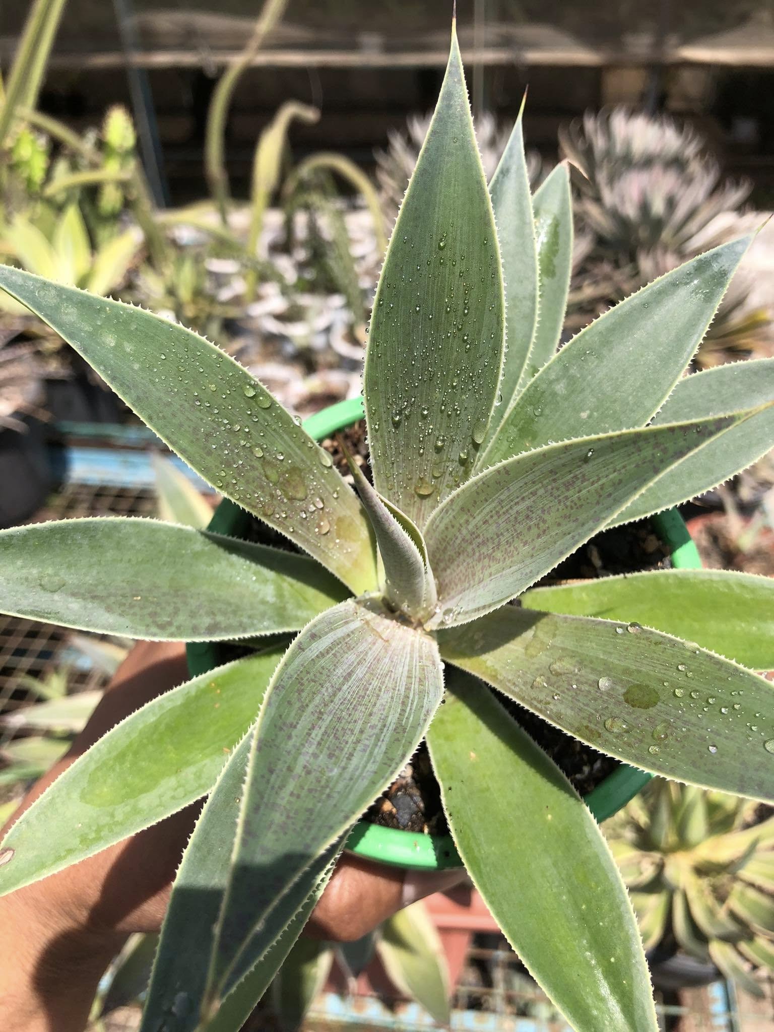 MANGAVE LAVENDER LADY
